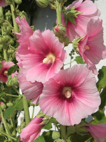 Garden hollyhock lcea Althea rosea — Stock Photo, Image