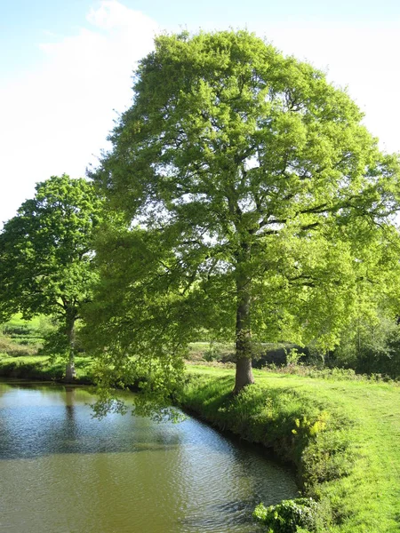 Oaks along a pond in Brittany — Stock Photo, Image