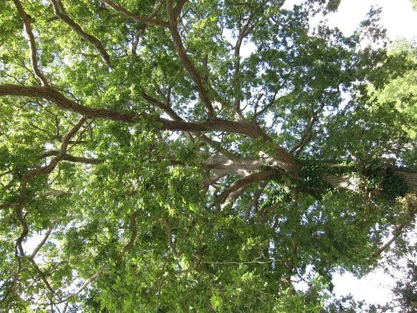Baum im Sommer — Stockfoto