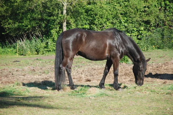 布列塔尼草原上的马 — 图库照片