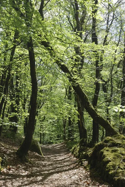 Path in a forest in Brittany — Stock Photo, Image