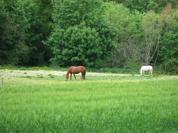 Twee paarden — Stockfoto