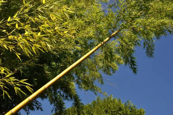 Haste de bambu — Fotografia de Stock