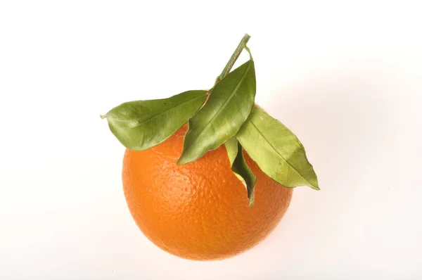 Tard nombril orange sur fond blanc — Photo