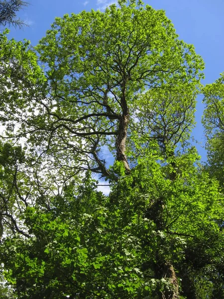 브르타뉴에서 자라는 나무들 — 스톡 사진