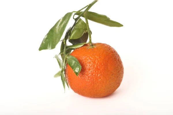 Portugese Clementine Witte Achtergrond — Stockfoto