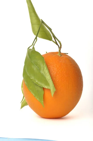 Späte Nabel Orange Auf Weißem Hintergrund — Stockfoto