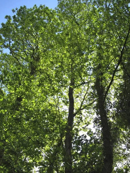 Trees Spring Brittany — Stock Photo, Image