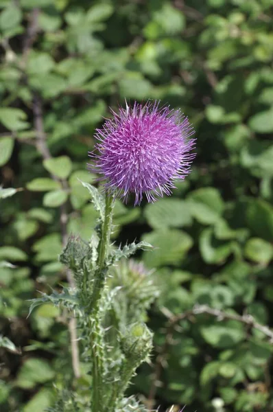 Distel Bloei Een Tuin — Stockfoto