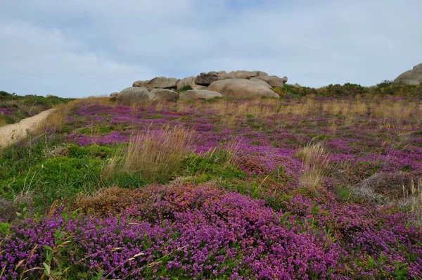 Heather Rock Brittany Nin Pembe Granit Sahilinde — Stok fotoğraf