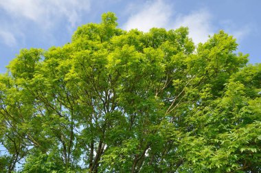 Kül Brittany kırsalında