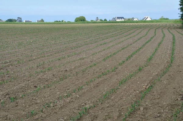 Majsfält Vår Bretagne — Stockfoto