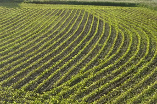 Campo Milho Primavera Bretanha — Fotografia de Stock