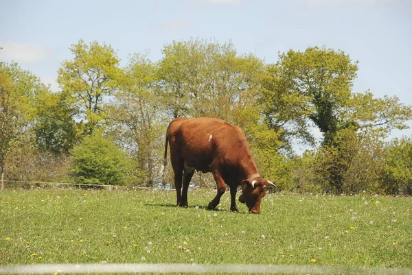 Salers Cow Grazing Meadow — Stock Photo, Image