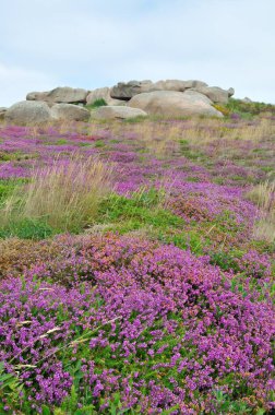 Heather ve Rock, Brittany 'nin pembe granit sahilinde