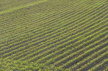 Britanya 'da ilkbaharda mısır tarlası