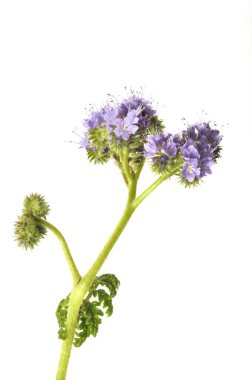 Beyaz arkaplanda Phacelia