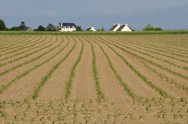 Kukoricaföld Tavasszal Bretagne Ban — Stock Fotó