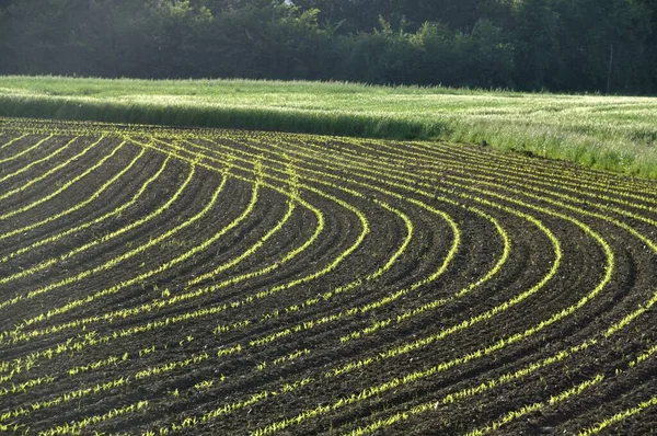 Majsfält Vår Bretagne — Stockfoto