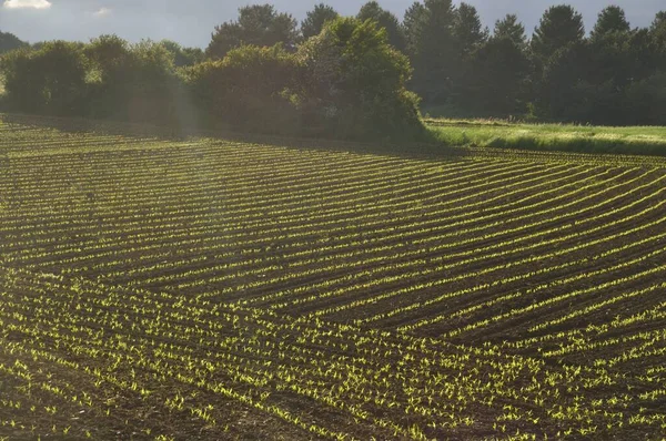 Majsfält Vår Bretagne — Stockfoto