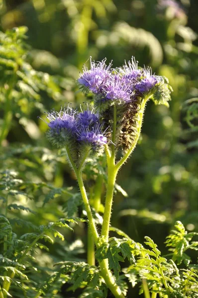 Phacelia Een Veld Bretagne — Stockfoto