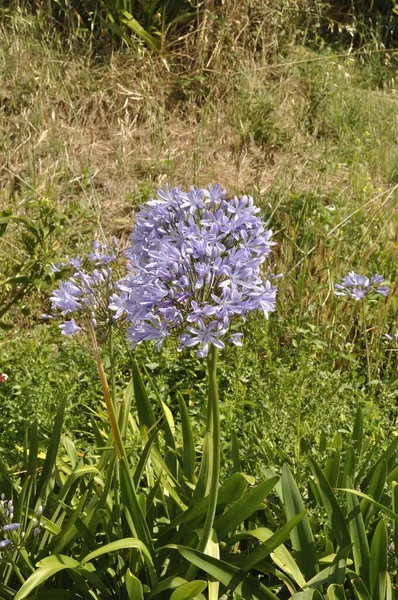 Agapanthus Azul Jardín — Foto de Stock