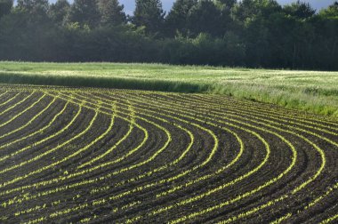 Britanya 'da ilkbaharda mısır tarlası