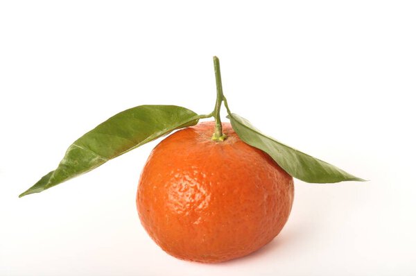 Portuguese clementine on white background