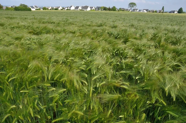 ブルターニュの大麦の畑 — ストック写真