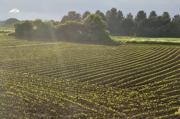 Kukoricaföld Tavasszal Bretagne Ban — Stock Fotó
