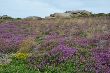 Heather ve Rock, Brittany 'nin pembe granit sahilinde