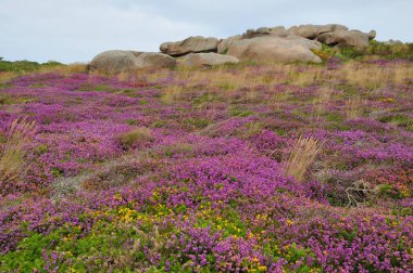 Heather ve Rock, Brittany 'nin pembe granit sahilinde