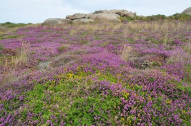 Heather ve Rock, Brittany 'nin pembe granit sahilinde