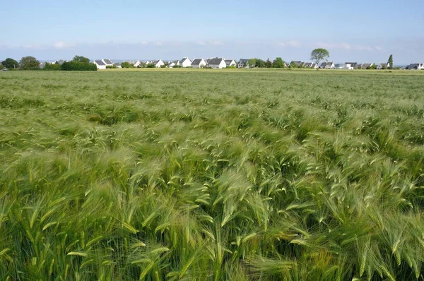 ブルターニュの大麦の畑 — ストック写真