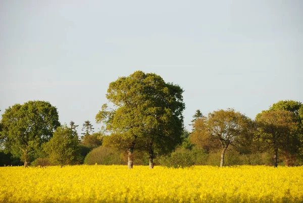 Koolzaad Veld Bretagne — Stockfoto