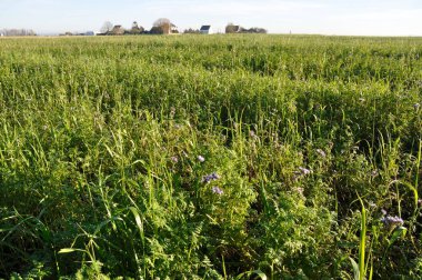 Phacelia ve yulaflar bir tarım arazisini kaplıyor
