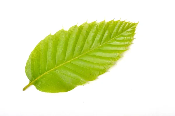 Hoja Castaño Sobre Fondo Blanco — Foto de Stock