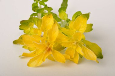 Beyaz arkaplanda altın kekik