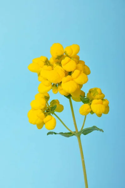 Calceolaria Integrfolia Sobre Fundo Azul — Fotografia de Stock