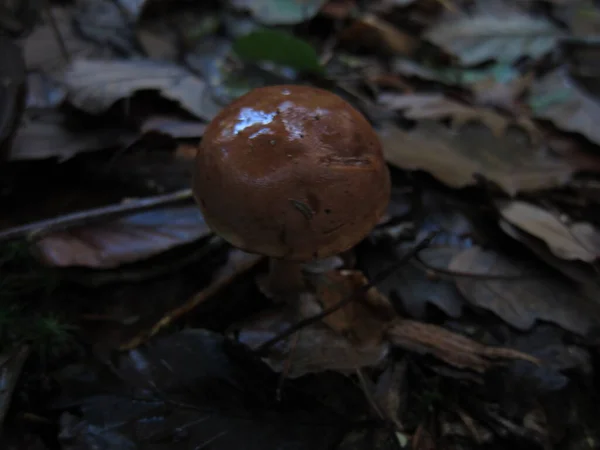 Bolet Champignons Dans Une Forêt — Photo