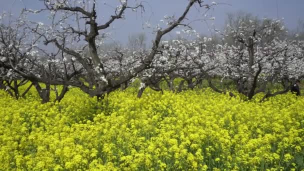 Весенний пейзаж грушевого сада — стоковое видео