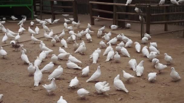 Un grupo de palomas Parque criado — Vídeo de stock