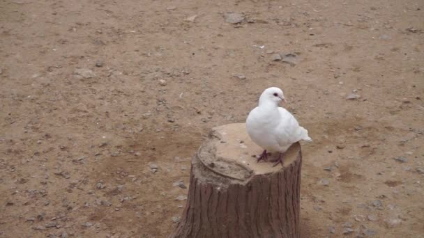 Одинокий белый голубь — стоковое видео