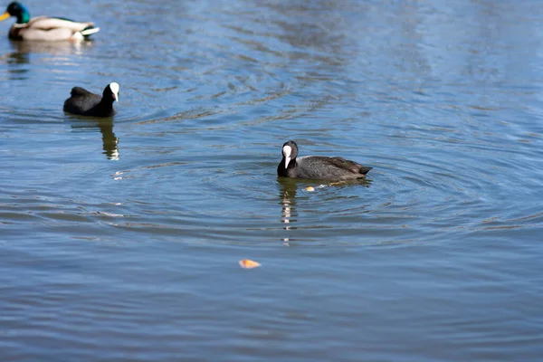 Großaufnahme eines Blässhuhns, der im Wasser schwimmt — Stockfoto