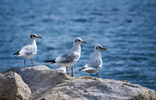 Gaivotas de cabeça preta, Chroicocephalus ridibundus — Fotografia de Stock