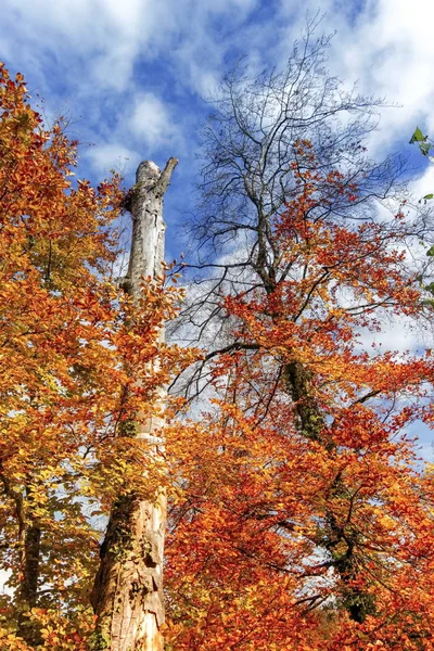 Herbstbäume bei Tag — Stockfoto