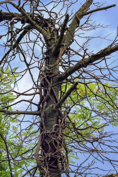 Extraño tronco de árbol por día —  Fotos de Stock