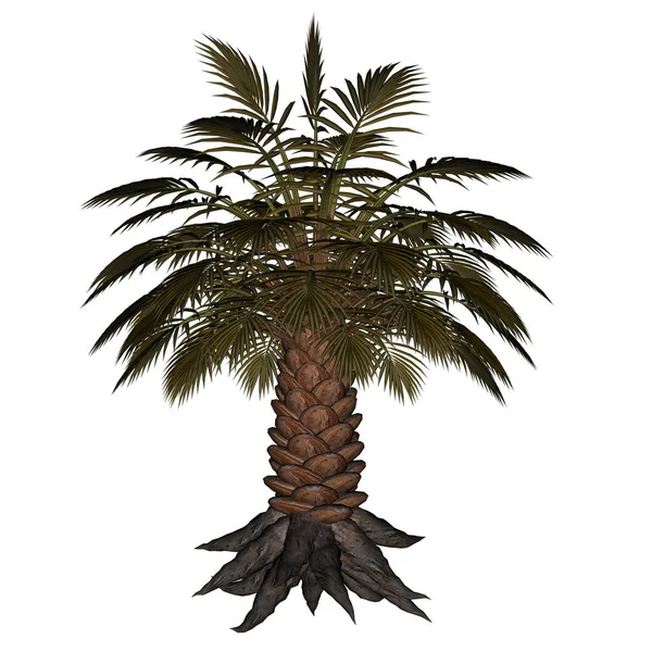 Φοινικιά, palm tree - 3d καθιστούν — Φωτογραφία Αρχείου