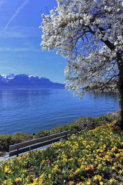 Jaro v Ženevě nebo Ženevské jezero, Montreux, Švýcarsko — Stock fotografie