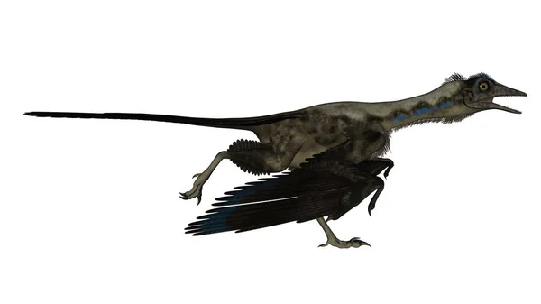 Archaeopteryx bird dinosaur running - 3D render — Stock Photo, Image